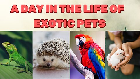A Day in the Life of Exotic Pets Revealed! 🌿🦎🌟
