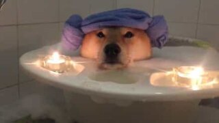 Ce chien prend un bain à bulles super relaxant