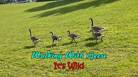 Walking With Geese – It’s Wild