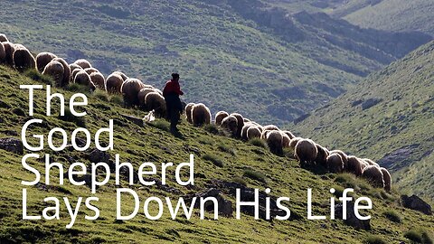 The Good Shepherd Lays Down His Life - John 10:11-18 - April 21, 2024