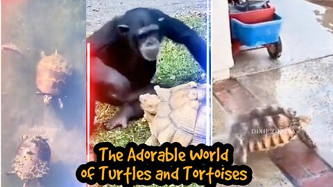 The Adorable World of Turtles and Tortoises