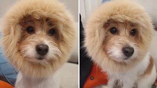 Jack Russell Terrier pulls off epic lion impersonation