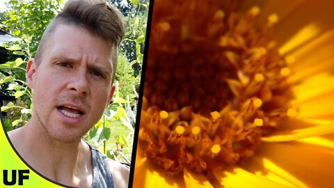 Calendula Taste Test | Unusual Foods