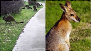 Branco di simpatici canguri invade un parco