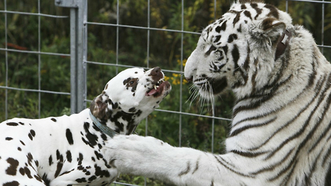 Dalmation and Tiger Make Friends