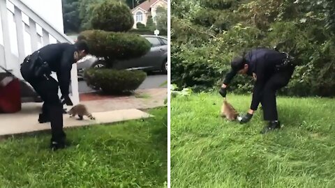 Police Officer Rescues Raccoon With Can Stuck On Its Head