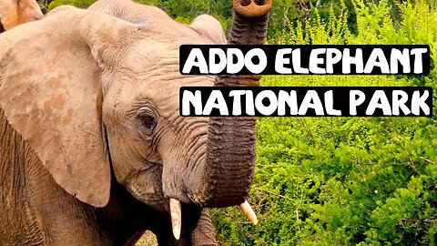 ADDO ELEPHANT NATIONAL PARK AND RIVER SAFARI || TRAVEL SOUTH AFRICA