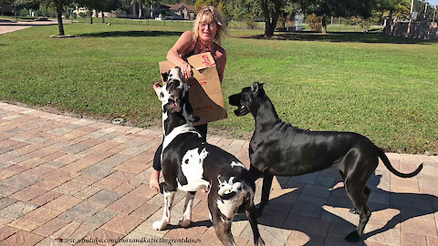 Leaping Great Danes Can't Wait To Open Christmas Gift Box