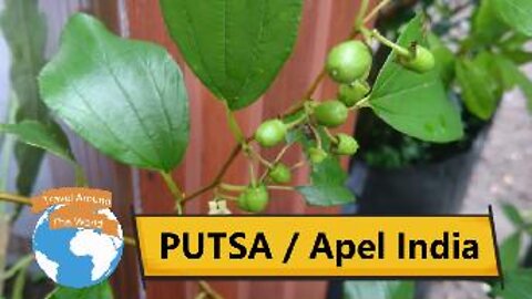 PUTSA / Apel India