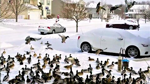Massive duck swarm covers entire front lawn when bird feeder is filled