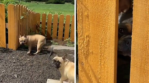 French Bulldog literally screams to get back inside yard