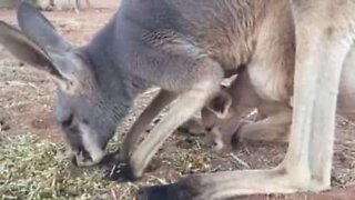 Une maman kangourou enseigne à son bébé comment trouver de la nourriture