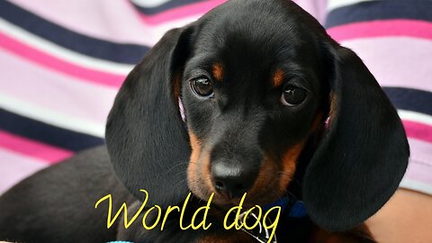 World Dog video 4k