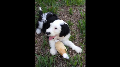 It's Luna the Sheepadoodle Time. She's 3 months old and feisty.