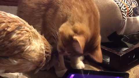 Unusual Friendship Between A Cat And A Chicken