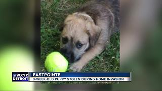 Boy's puppy stolen during break-in at home in Eastpointe