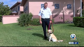 Golden Retriever Cammy: newest member of St. Lucie County Fire District