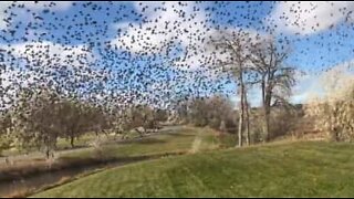 Hundratals fåglar invaderar bakgård i USA