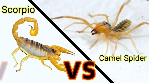 Camel spider VS poisonous scorpion||camel spider vs centipede||camel spider vs sia ferox#scorpions
