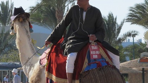 Taxi camel in Egypt
