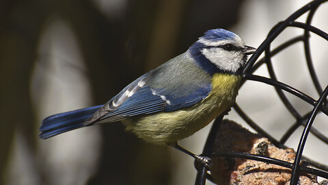 Beautiful Lovebird | Birds play and feed
