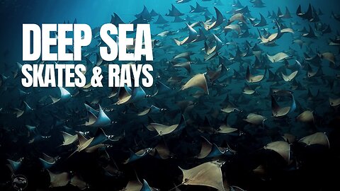The World of Deep Sea Rays and Skates | Nature World Explore