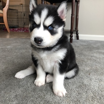 Husky Mama Finds A Proper Way To Discipline Her 'Problem Child'