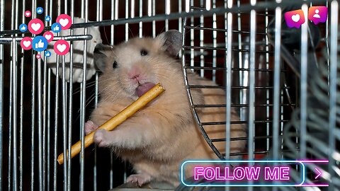 Hamster Doing Funny Things In 2023 !