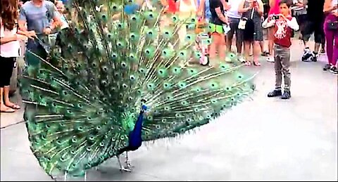 Funny Peacock Opening Its Feathers to scare people.