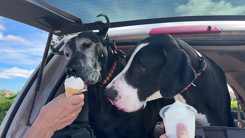 Funny Great Danes Love Drive Thru Ice Cream & Cheeseburgers