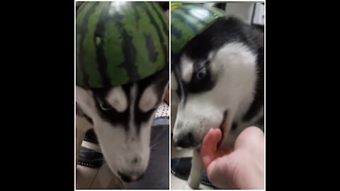 Smart husky loves her watermelon helmet