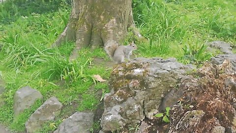 Cute Squirrel Looking For Foods