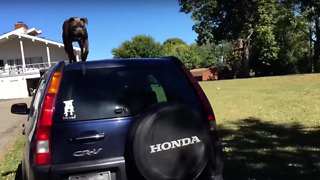 Dog Has Amazing Jumping Skills