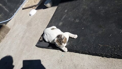 A dog wearing a cat mask(76day old cat - part4)