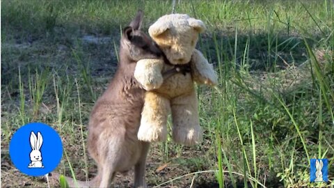 baby kangaroos and joeys- cutest compilation .