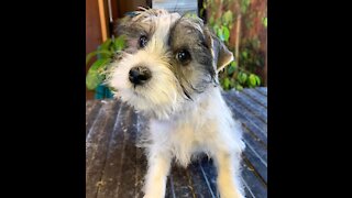 Yorky puppy’s first grooming