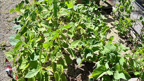 Garden tour with inventor of EPIC sand hydroponics.