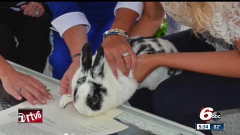 VP Mike Pence's pet bunny 'Marlon Bundo' gets book deal