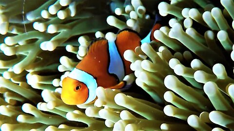 Beautiful clown fish live among these deadly sea anemones