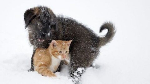 Cute Puppy Running After Kitten In Snowy Day