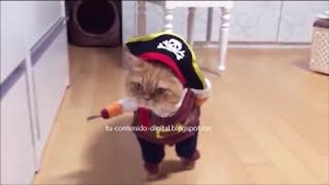 El Gato Pirata para morirse de risa.