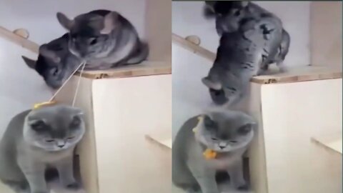 Cat and small babies fight each other very interesting video Cats & Kittens