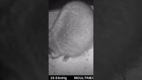 Big raccoon 🦝 dares you to take his 🌽 corn #cute #funny #animal #nature #wildlife #trailcam #farm