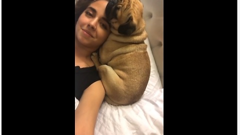 Pug uses woman's head as personal pillow