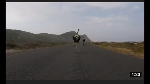 Cyclist chased by ostrich . The funniest thing you will see today