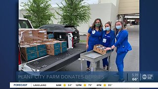 WE'RE OPEN: Wish Farms donates hundreds of berries to community