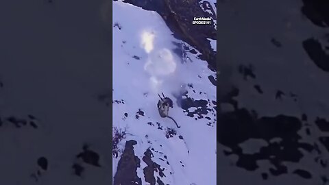 Snow Leopard Falls Off the Cliff with It's Prey
