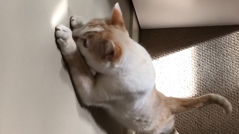 Adorable Cat Chases The Reflection Of Sunlight and Gets Frustrated Because He Can't Catch It!