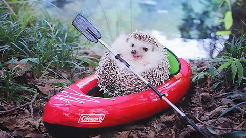 Azuki the Hedgehog Lives His Best Life