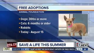 Free adoptions for dogs over 6 months